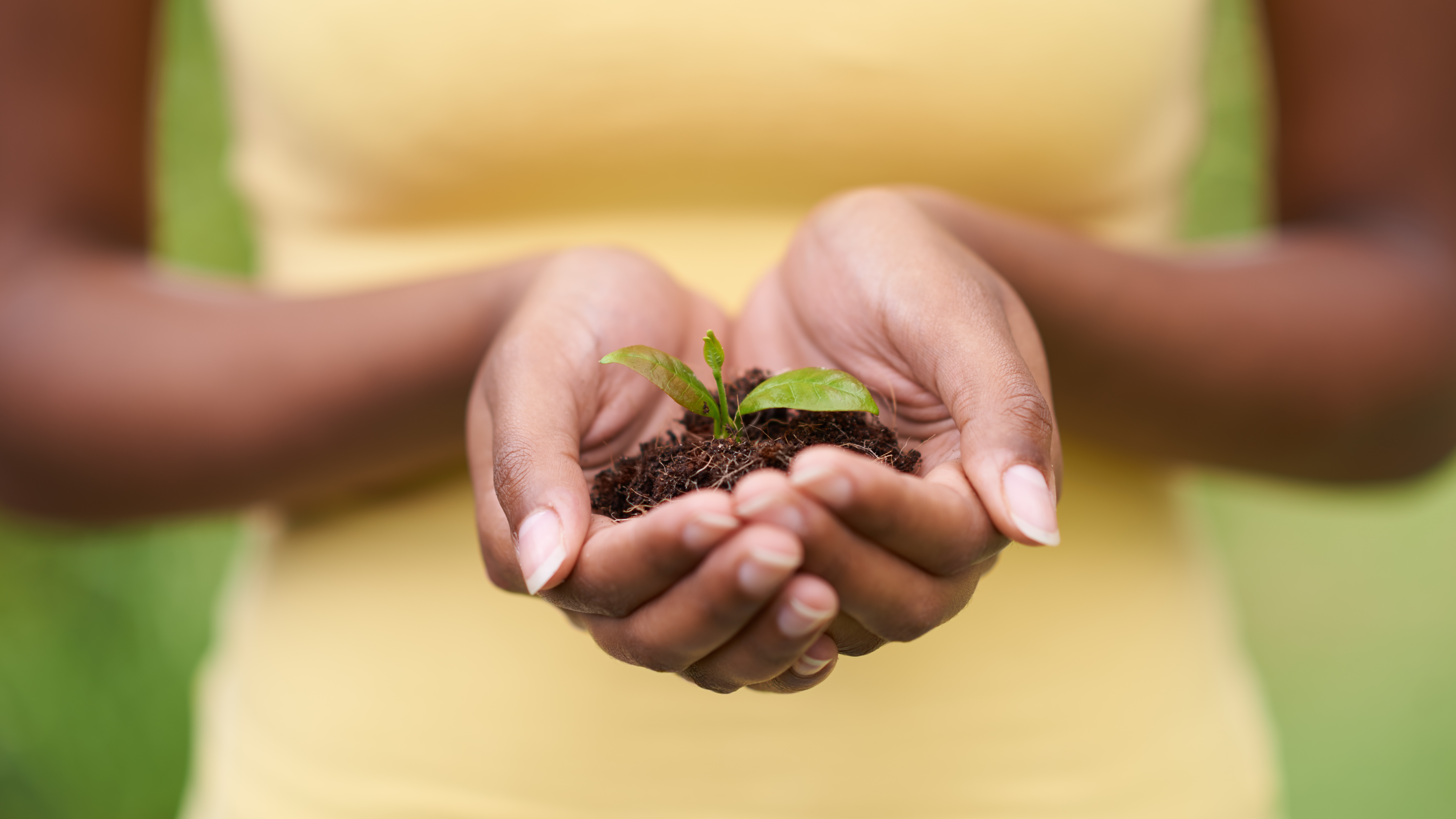 hand holding leafs